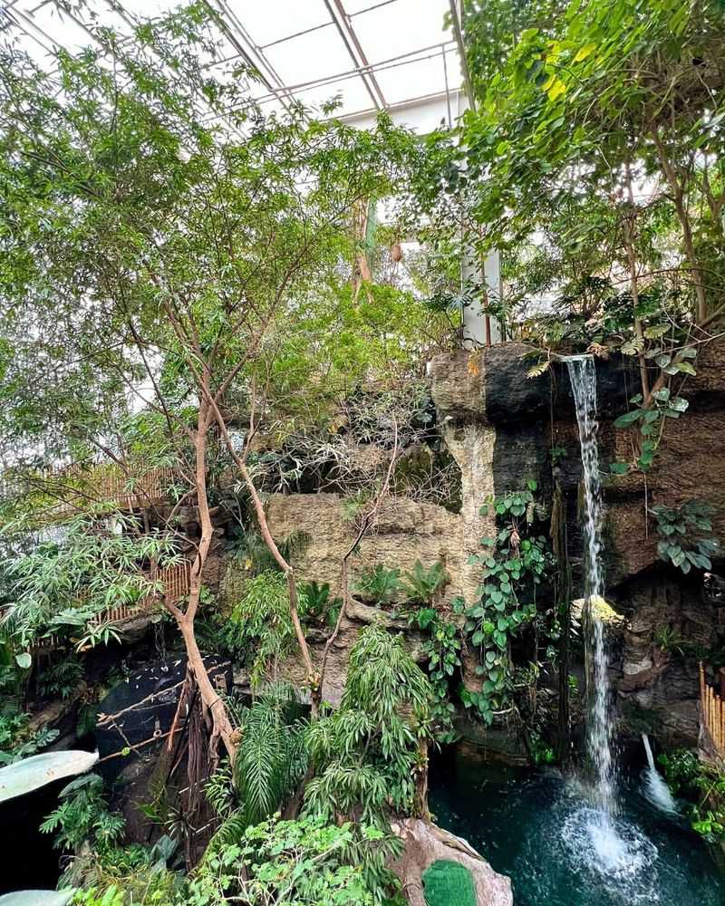 Rainforest Canopy