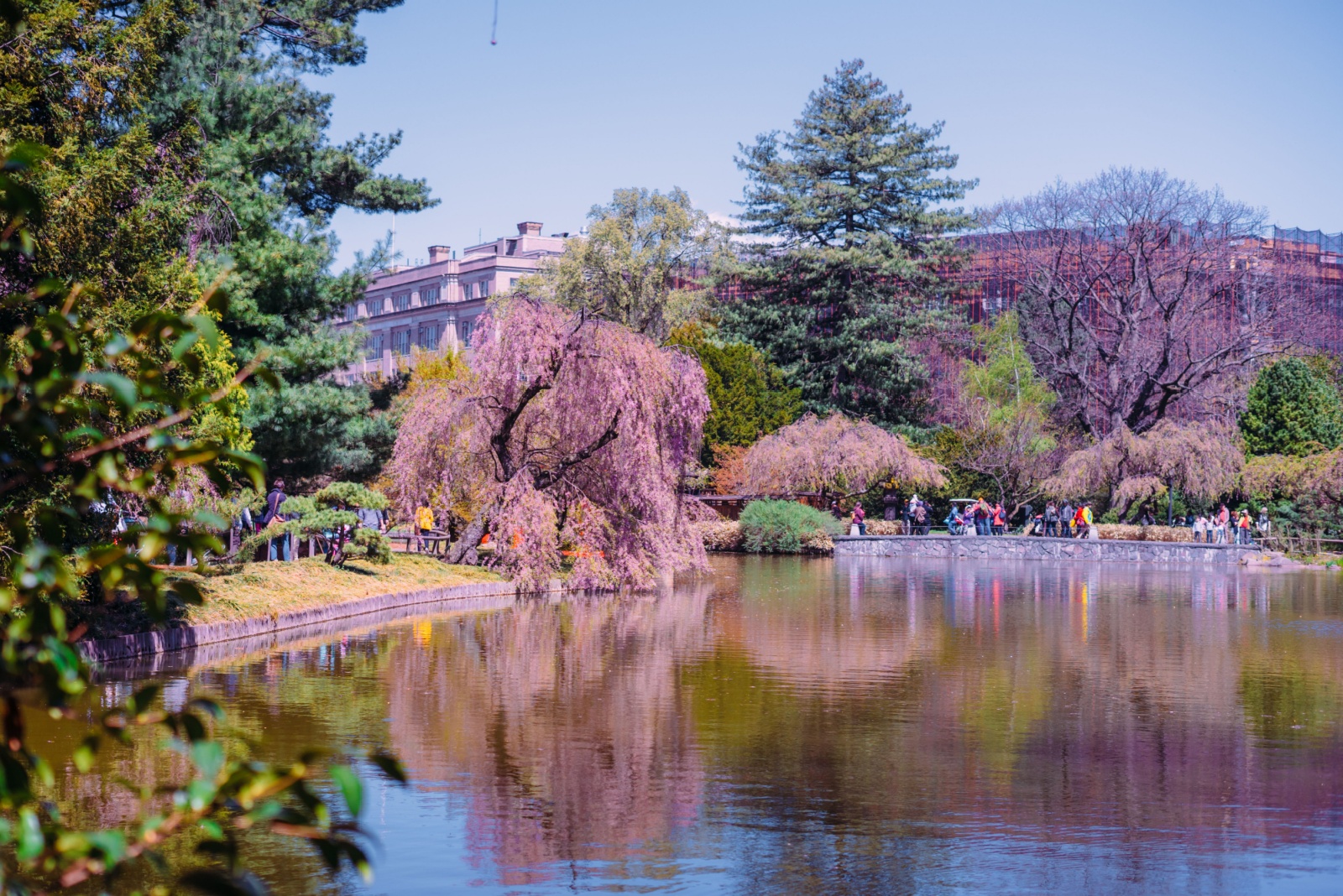 Cherry Blossoms Brighten Brooklyn Botanic Garden In New York Every Spring
