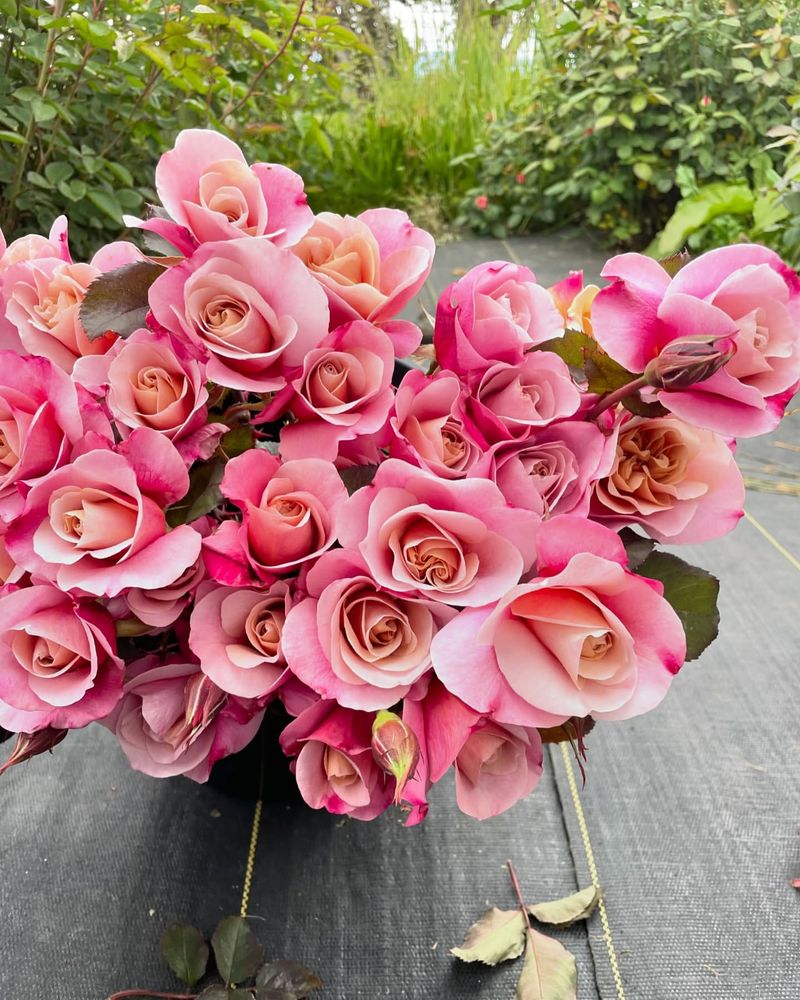 Roses: Renoir's Blushing Beauties