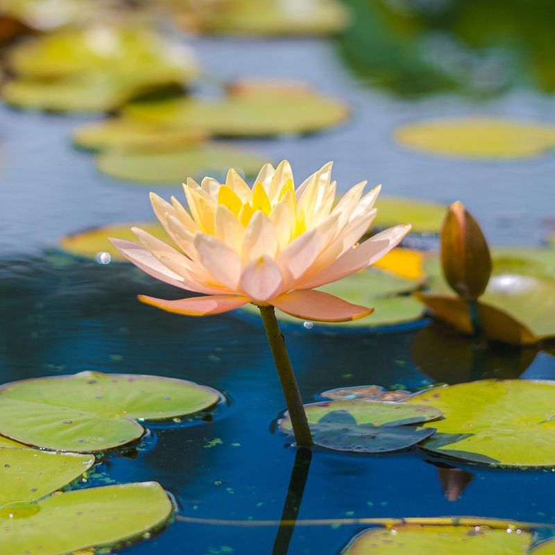 Water Lilies