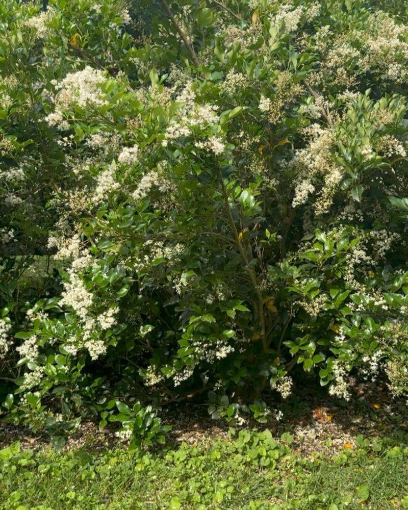 Ligustrum