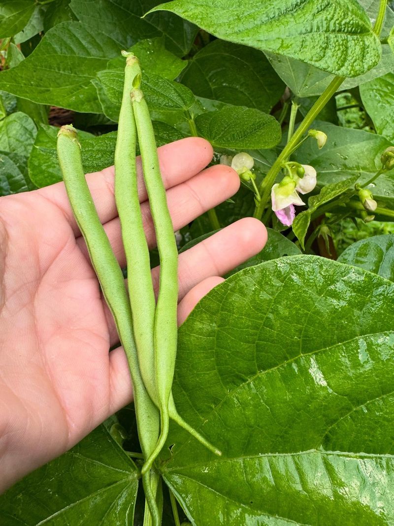 Bush Beans
