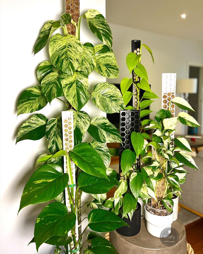 Pothos