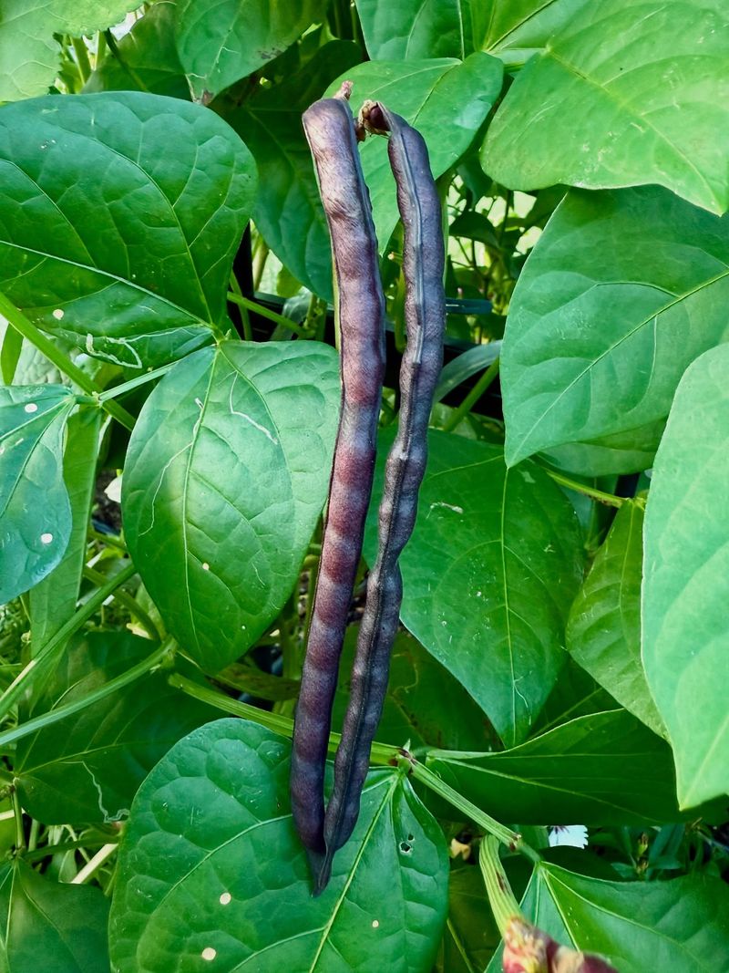 Southern Peas