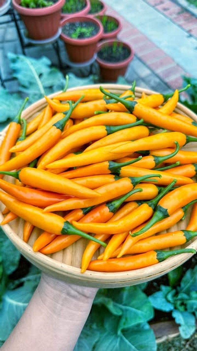 Peppers