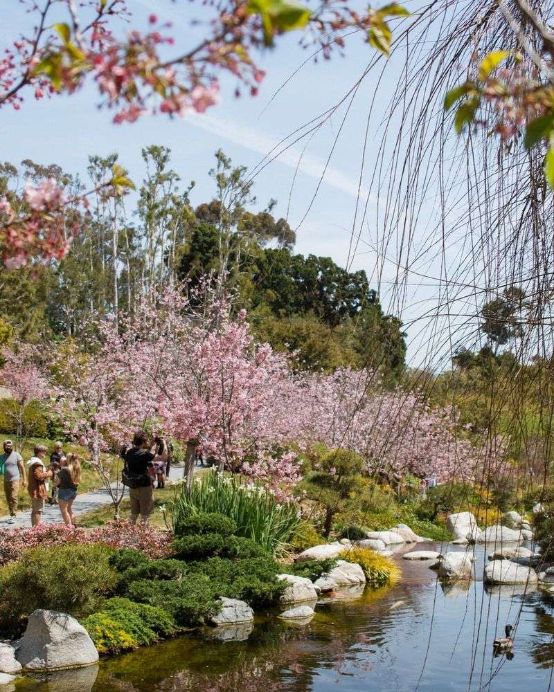 Diverse Cherry Tree Collection