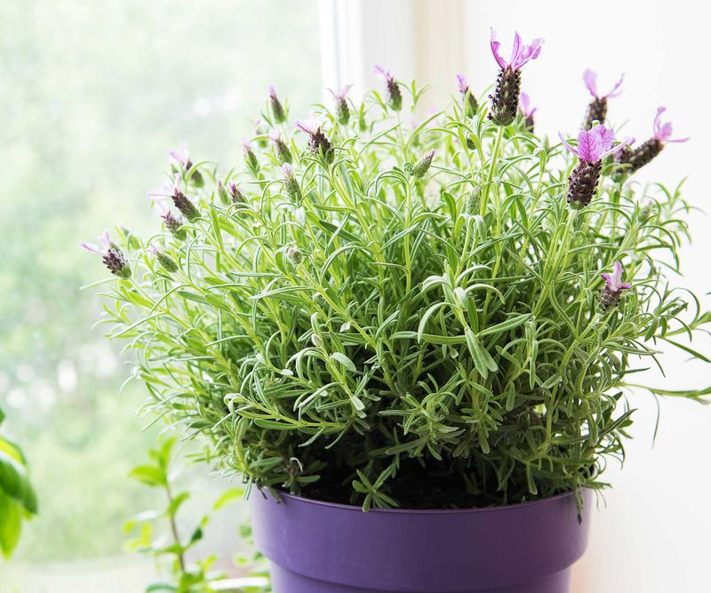 Lavender