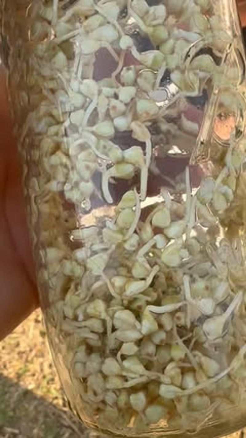 Buckwheat Sprouts