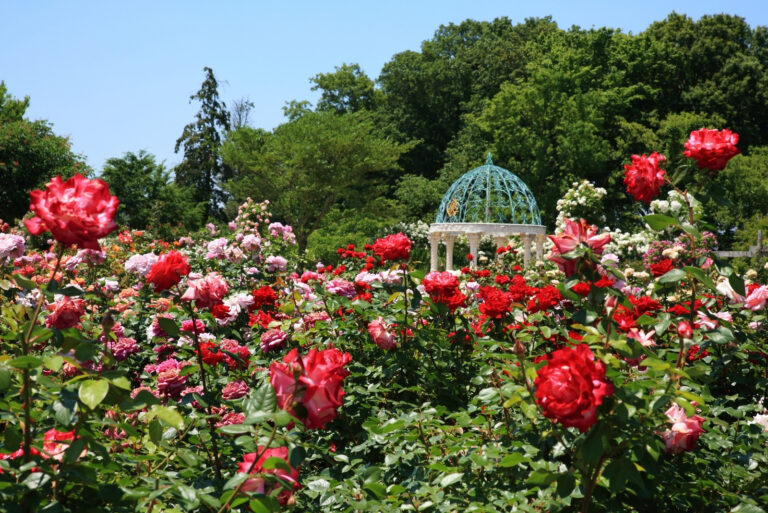rose garden (featured image)