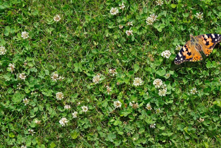 butterfly on a clover lawn (featured image)