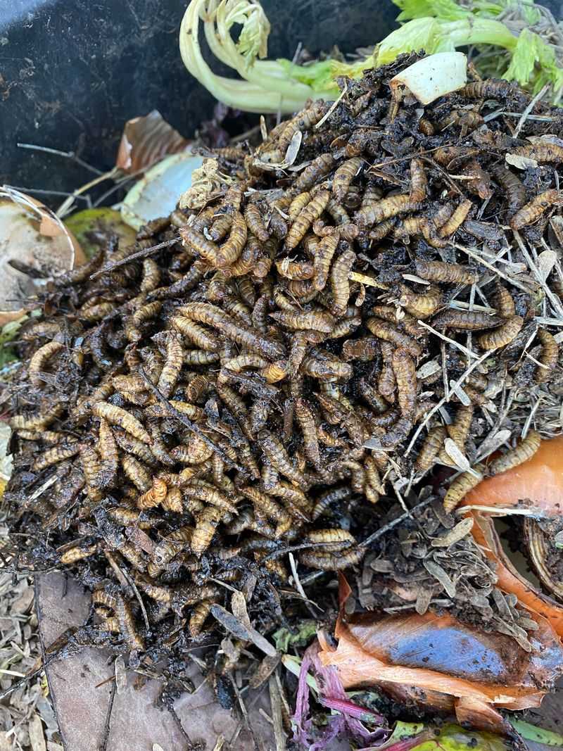 Desert-Adapted Soldier Fly Larvae
