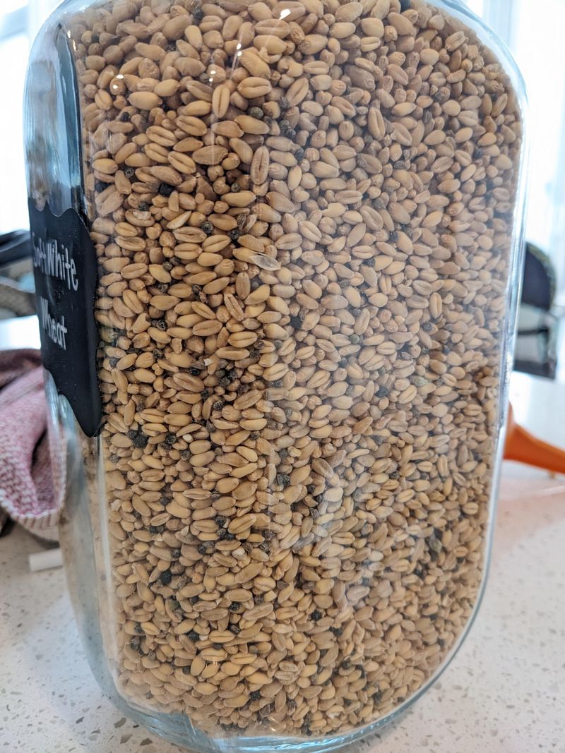 Wheat Berry Sprouts