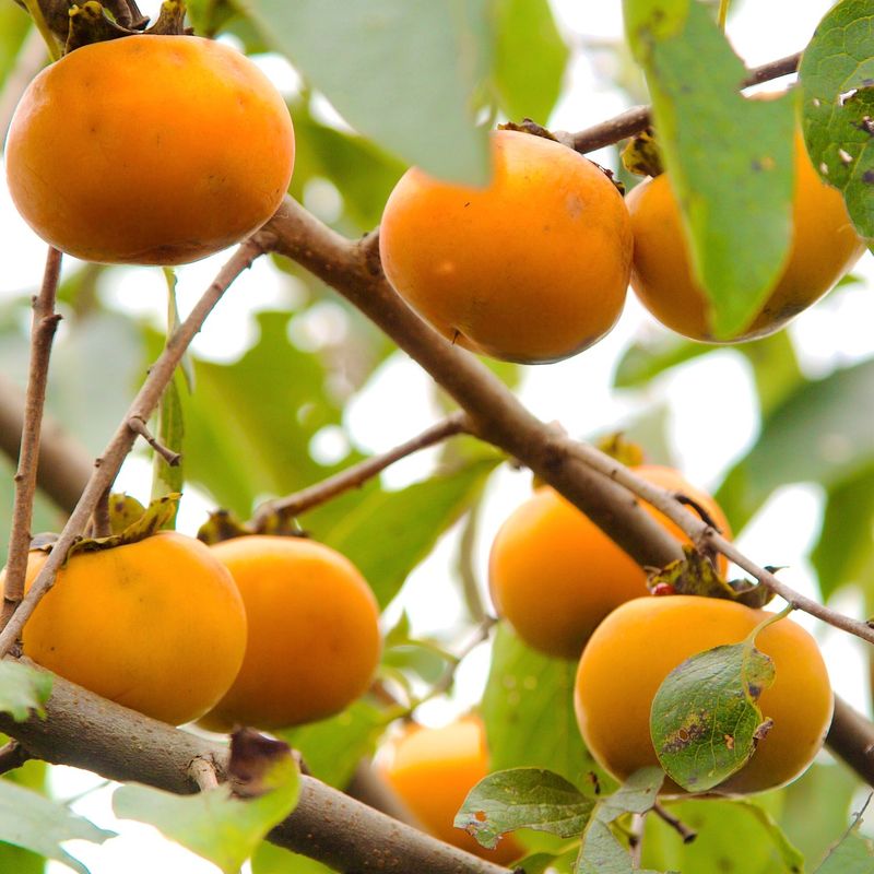 Persimmons: Patient Sweetness