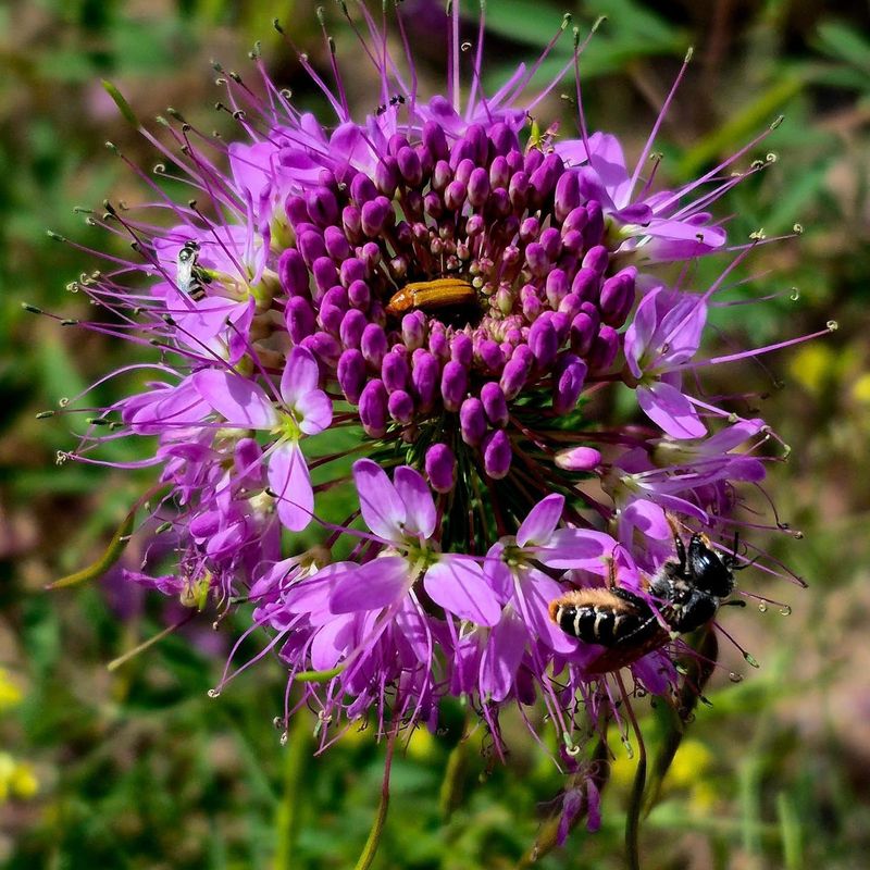 Rocky Mountain Beeplant