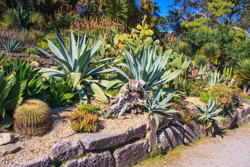 Australian Garden's Aboriginal Influences