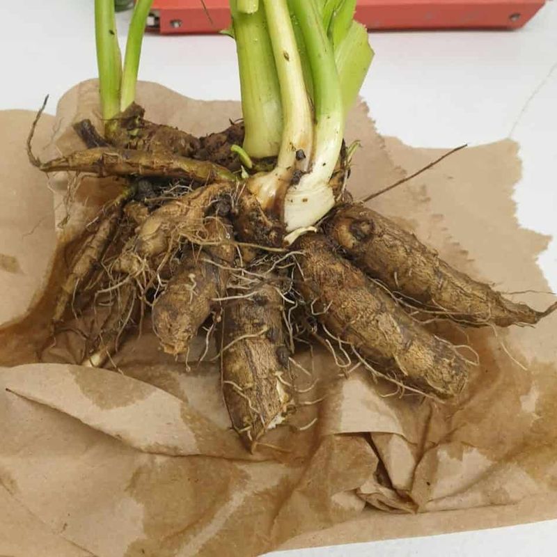 The Telltale Chambered Root