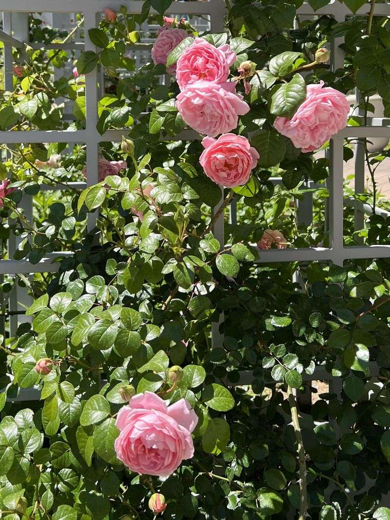 Therapeutic Sensory Garden