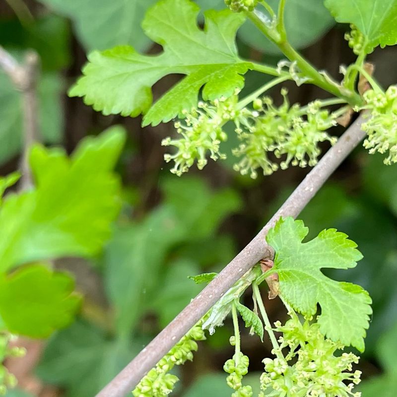 White Mulberry