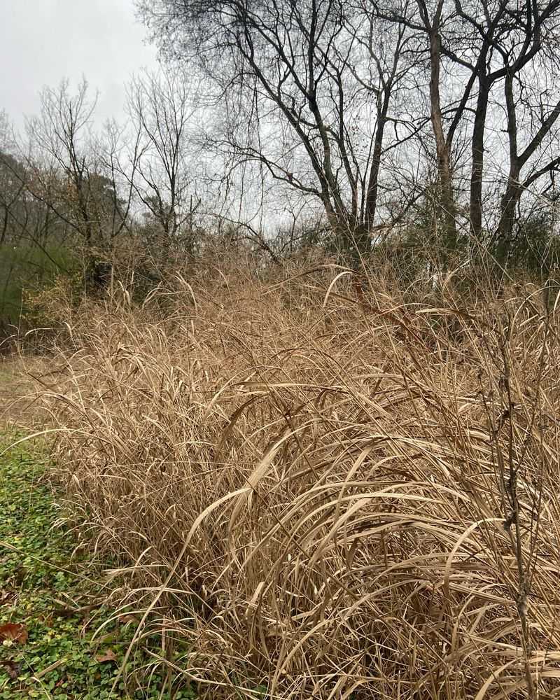 Johnson Grass (Sorghum halepense)