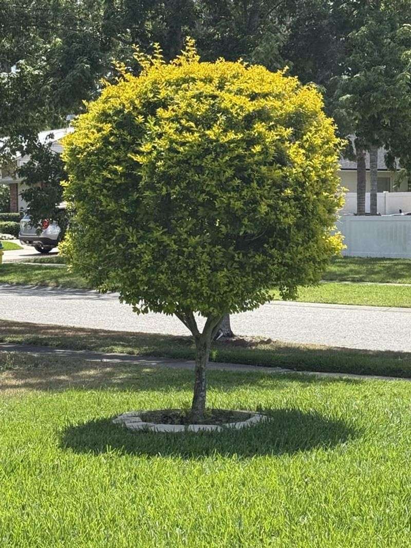 Ligustrum