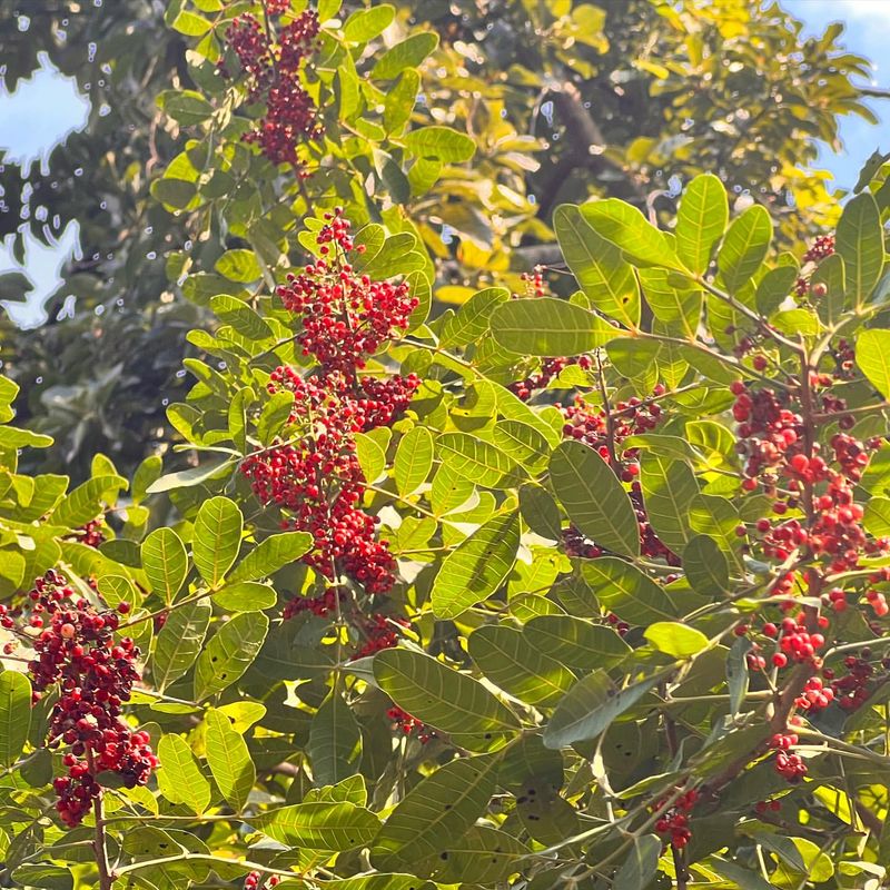 Brazilian Pepper