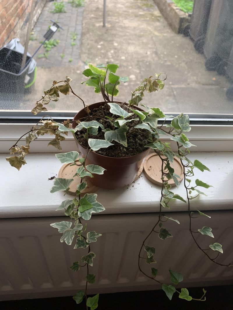 English Ivy