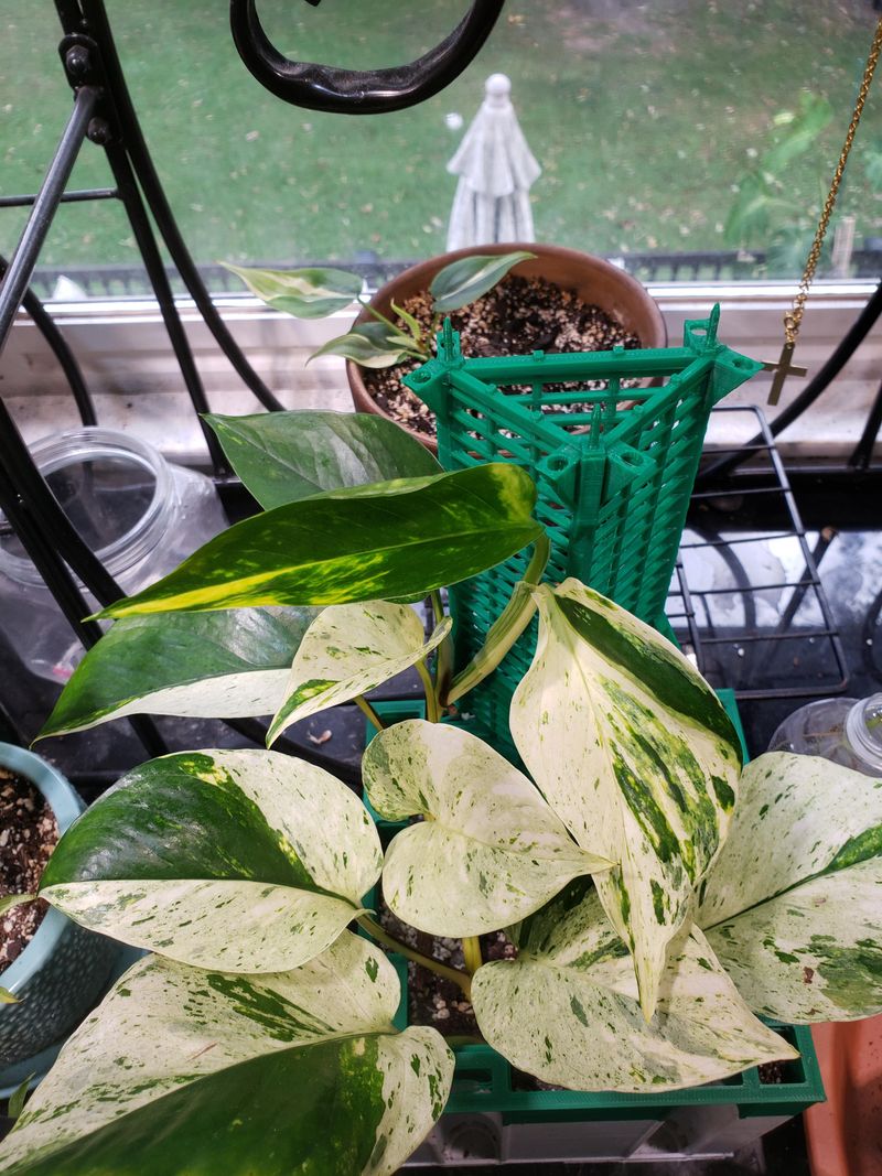 Pothos (Epipremnum aureum)