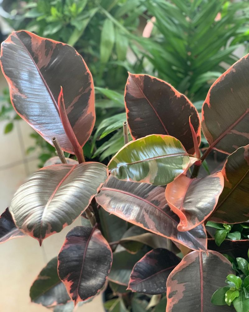 Rubber Plant (Ficus elastica)