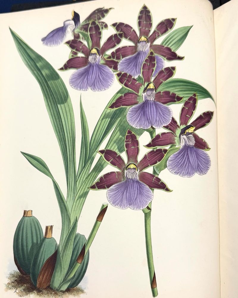 Rare Book Library's Botanical Illustrations