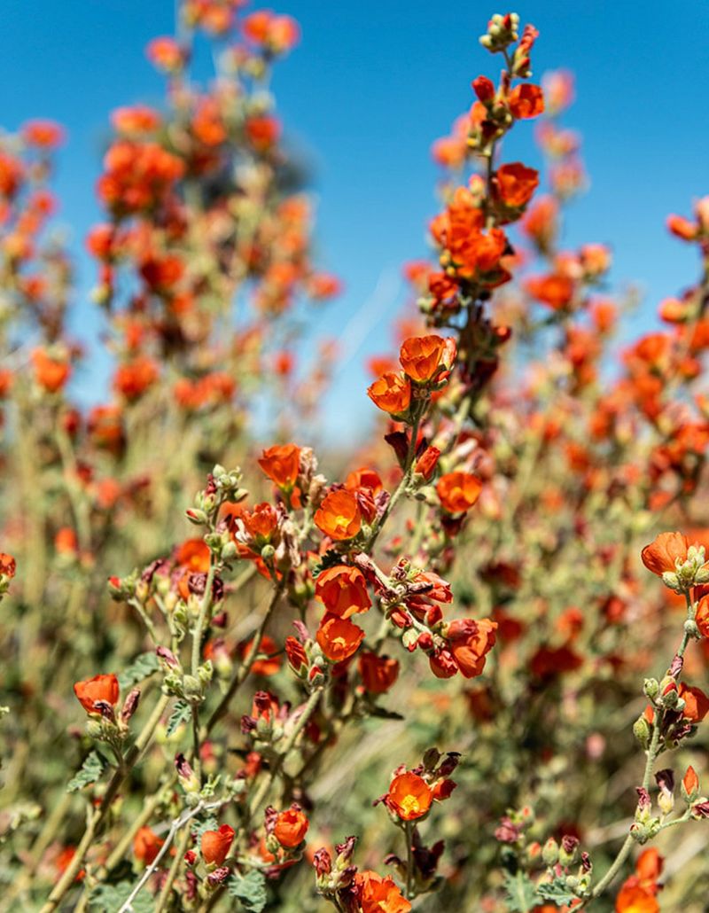California Native Plant Section Celebrates Local Flora