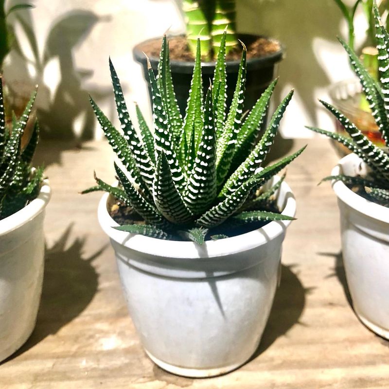Haworthia