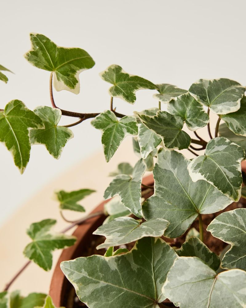 English Ivy