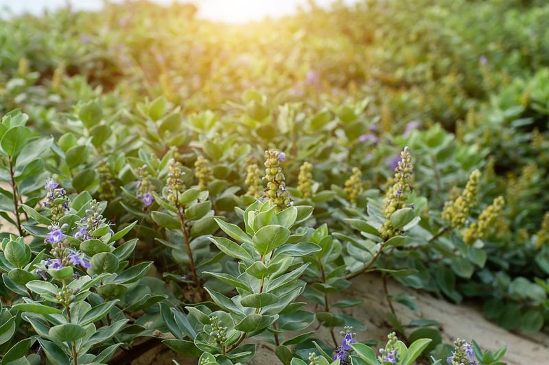 Beach Vitex