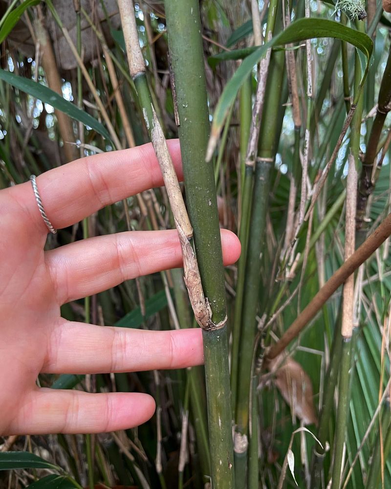 Giant Reed
