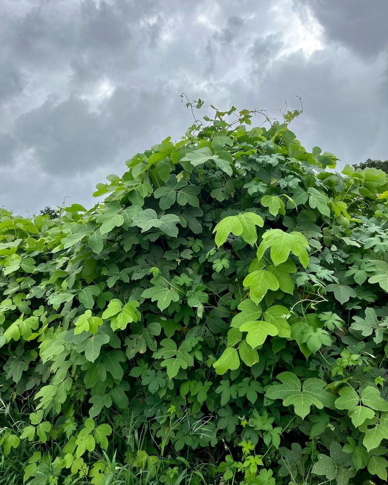 Kudzu (Pueraria montana)