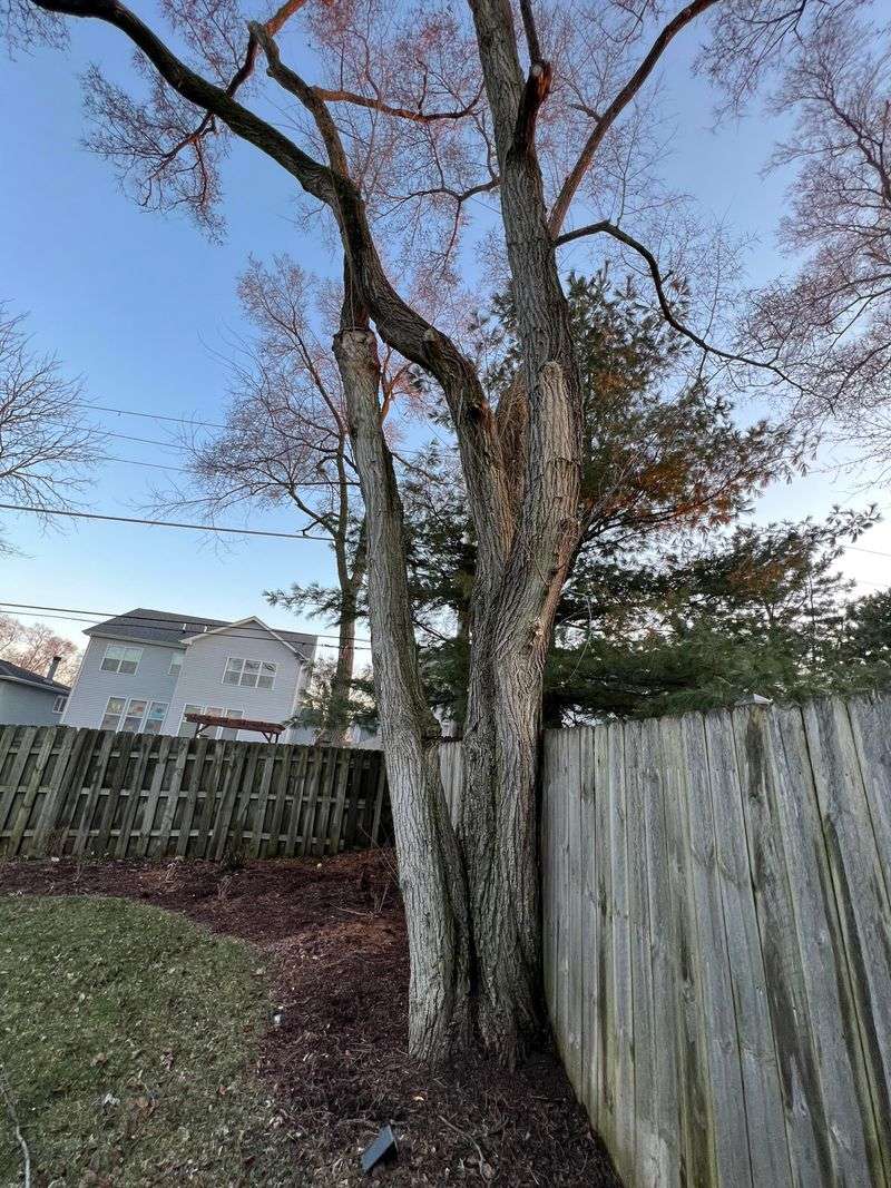 Siberian Elm Setbacks
