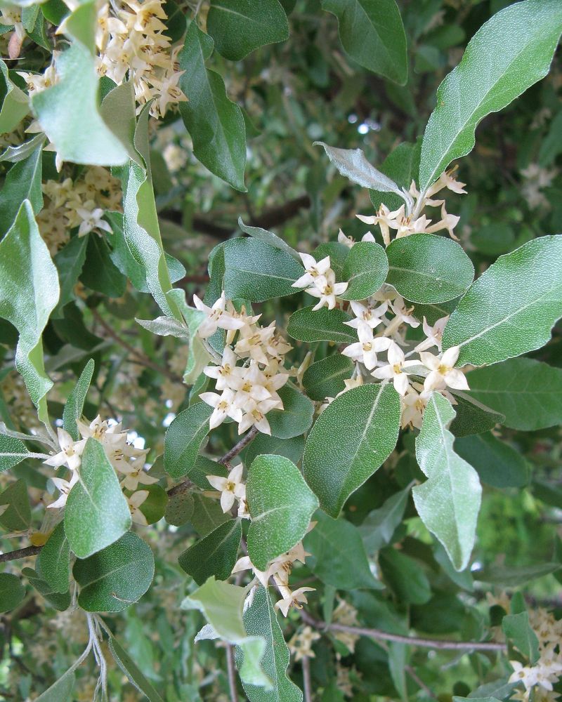 Autumn Olive