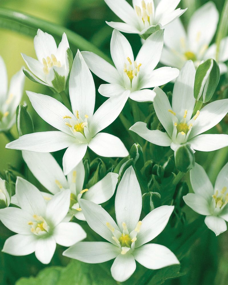Star Of Bethlehem: White Stars For Virginia's Late Spring