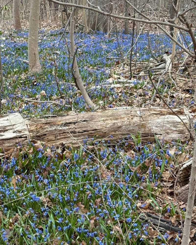 Scilla