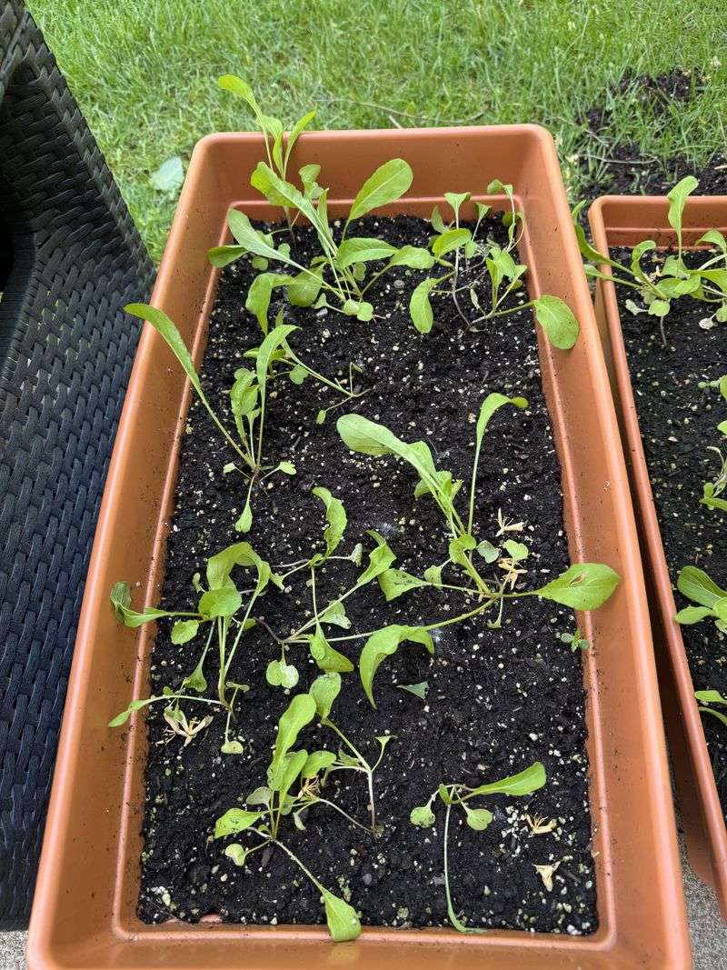 Arugula