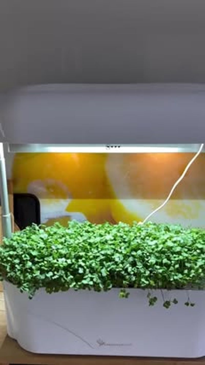 Parsley