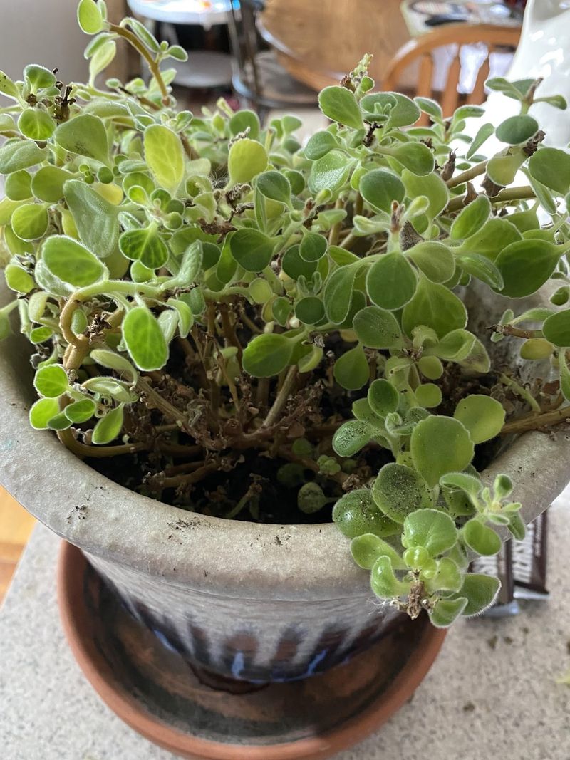 Oregano: The Pizza Garden Essential