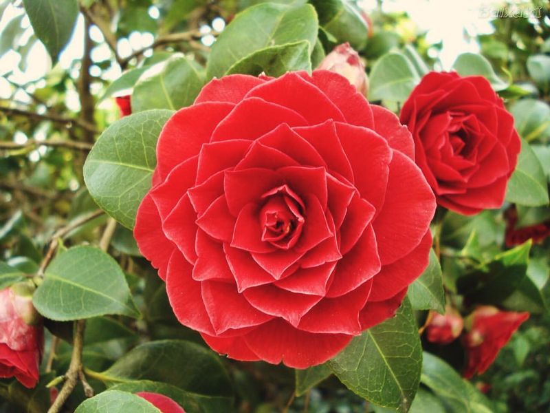 Middlemist Red