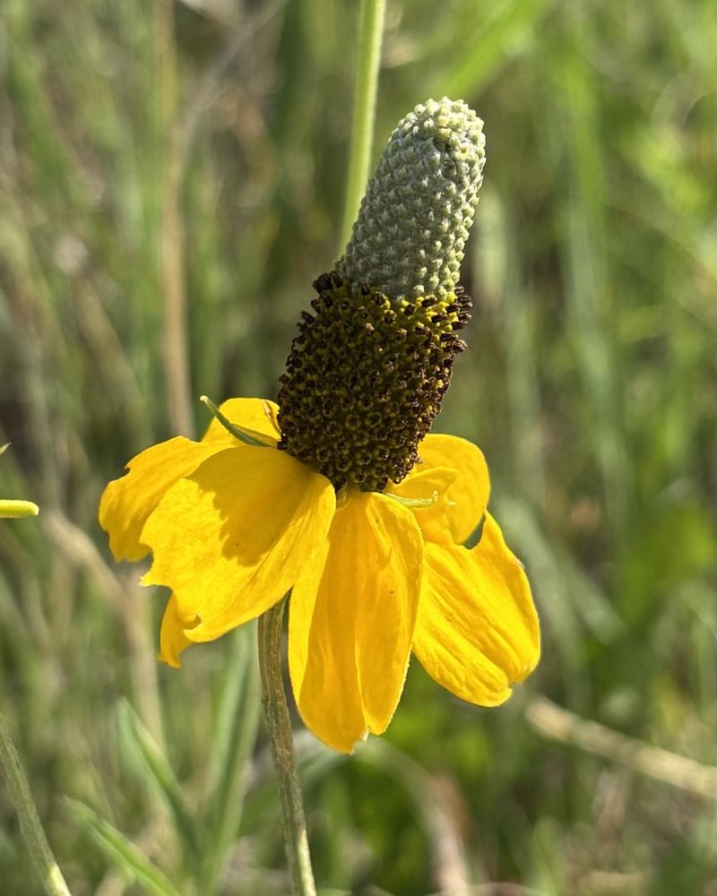 Prairie Coneflower