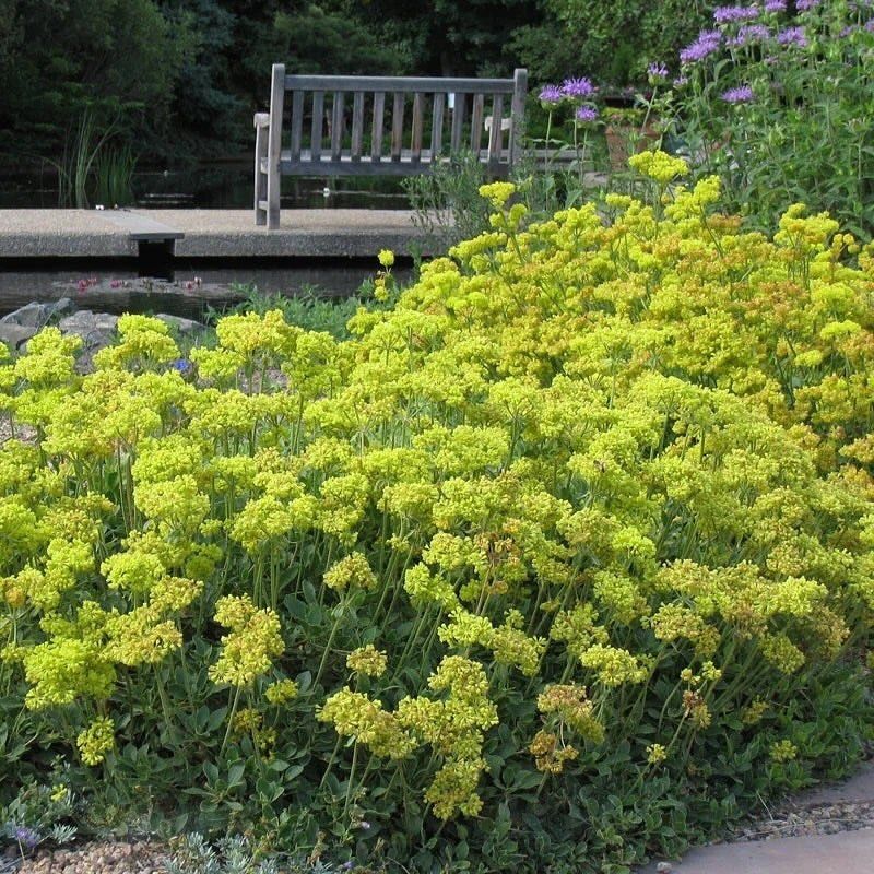 Sulphur Flower (Eriogonum umbellatum)