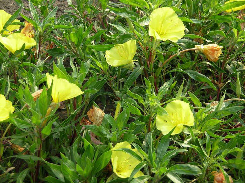 Alpine Sundrops