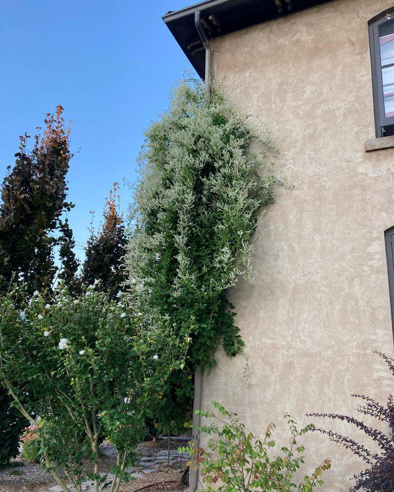 Silver Lace Vine (Polygonum aubertii)