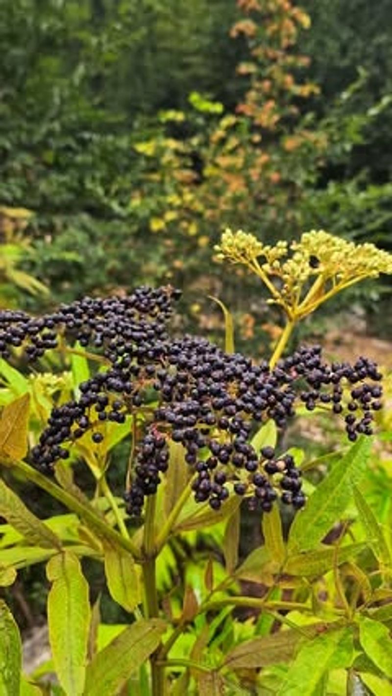 Elderberry