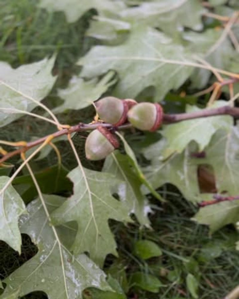 Northern Red Oak