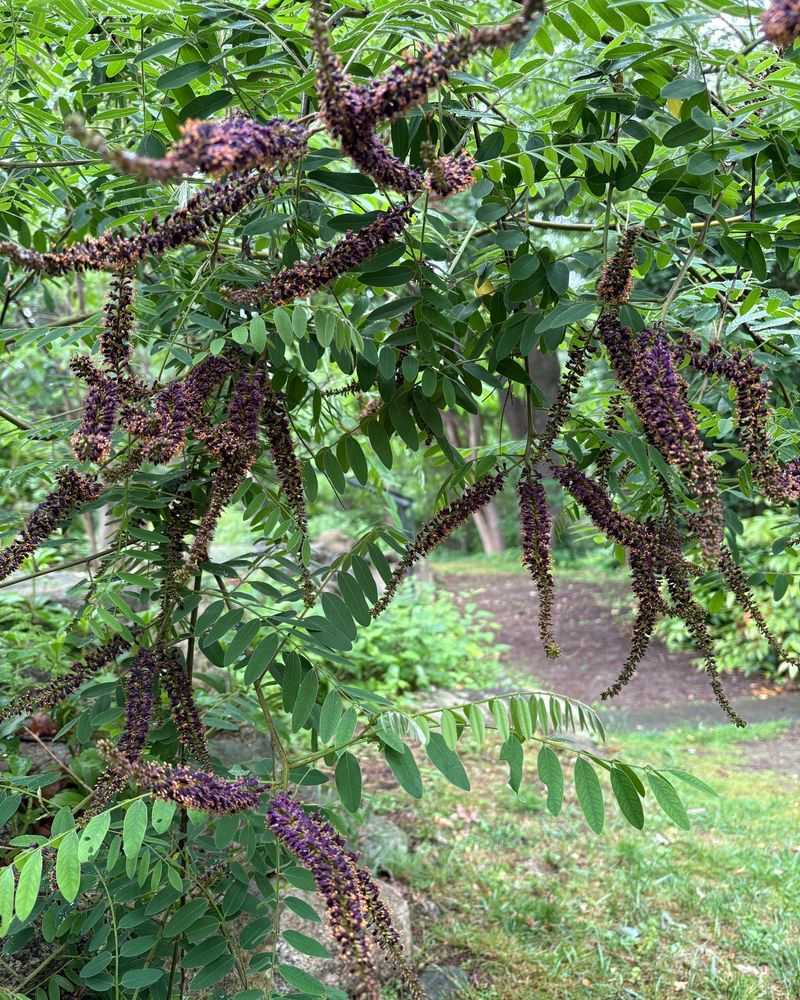 False Indigo (Amorpha fruticosa)